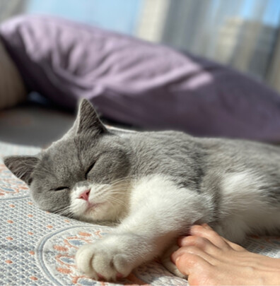 猫冻干