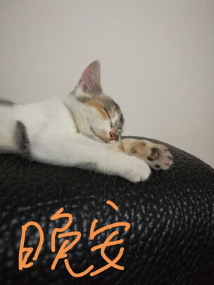 猫粮