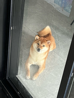 宠物湿巾