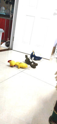 狗狗玩具