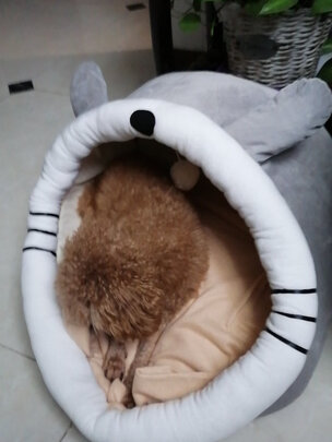 猫窝