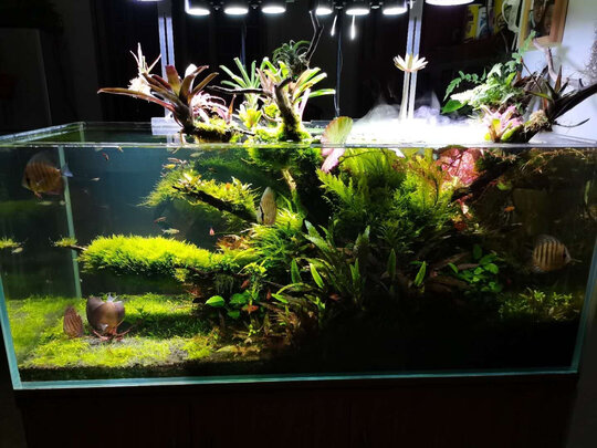 水草泥
