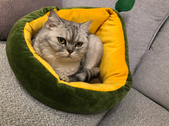 猫窝
