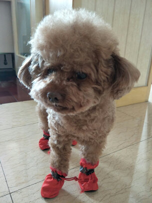 狗狗鞋