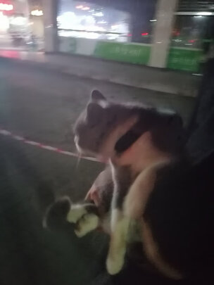 猫包