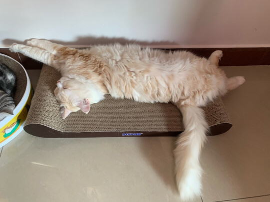 猫窝