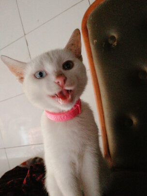 猫项圈