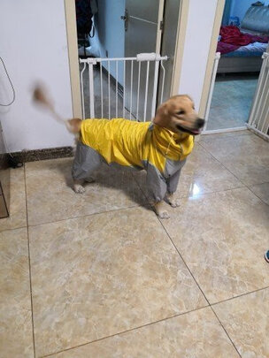 狗狗雨衣