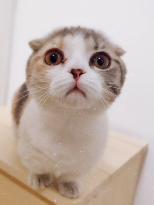 猫砂盆