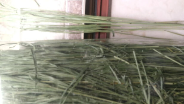 兔粮提摩西草