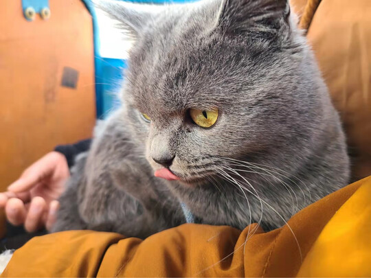 膨润土猫砂