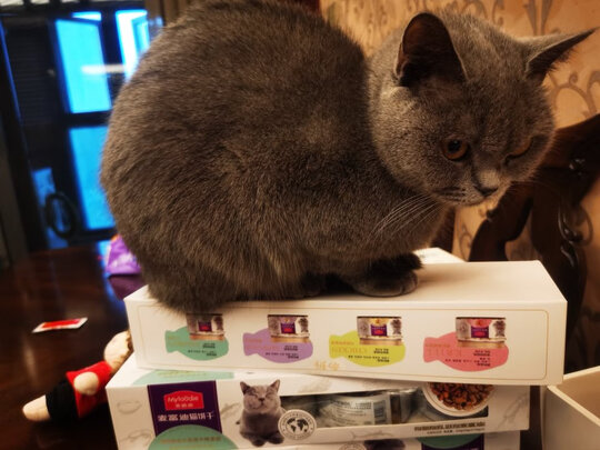 猫罐头