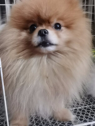 狗粮