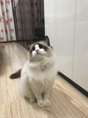 宠物饮水机