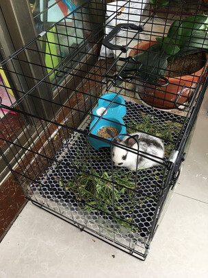 狗笼