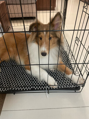 狗笼