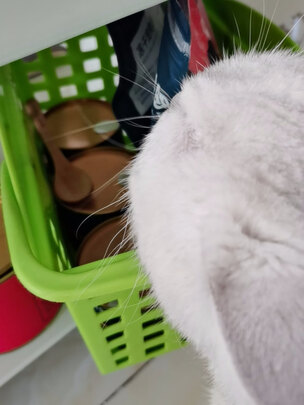 猫粮罐头
