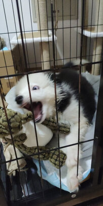 狗狗玩具