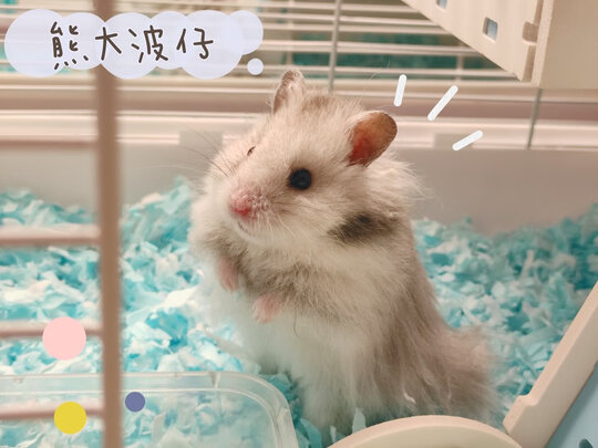 仓鼠木屑