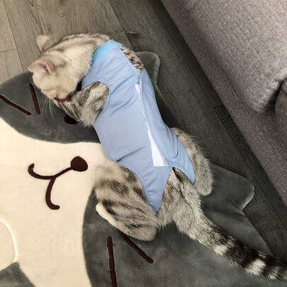 猫咪手术服