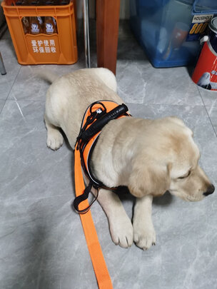 狗狗嘴套