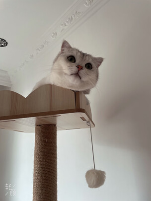 猫粮罐头