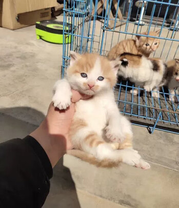 宠物浴液
