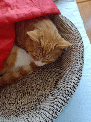 猫抓板