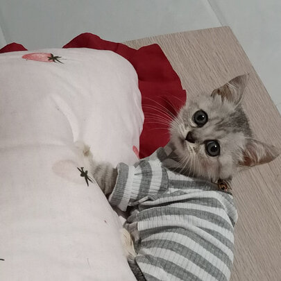 猫粮