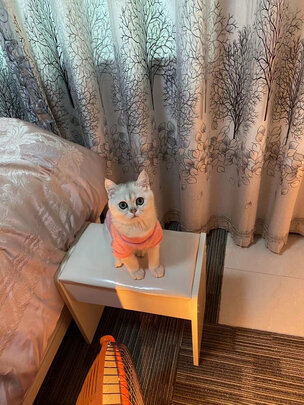 猫包