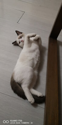 猫狗梳子