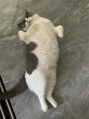狗狗电推剪