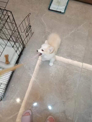 狗粮