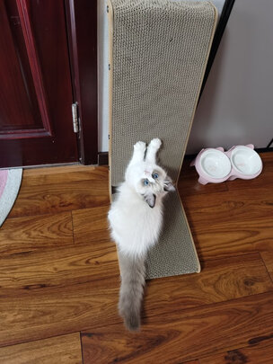 猫抓板