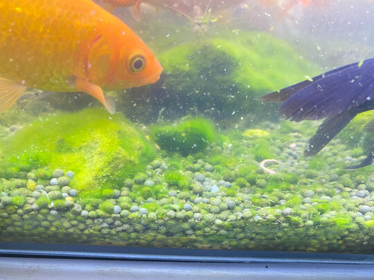 鱼缸净水剂