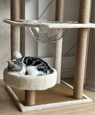 猫爬架