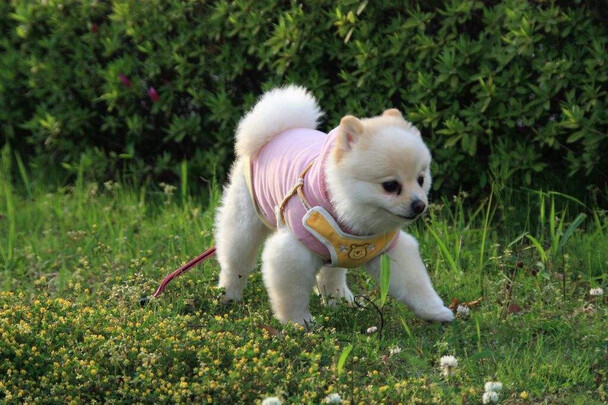 宠物尿垫