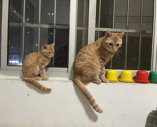 猫罐头