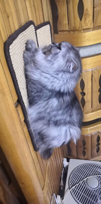 猫窝