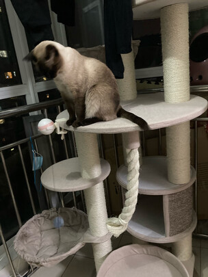 猫爬架