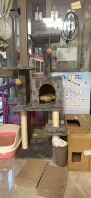 猫爬架