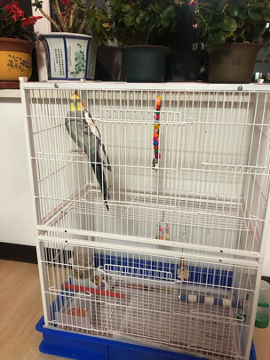 鸟笼