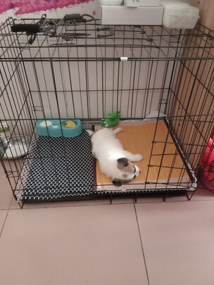  猫笼