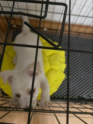  狗笼