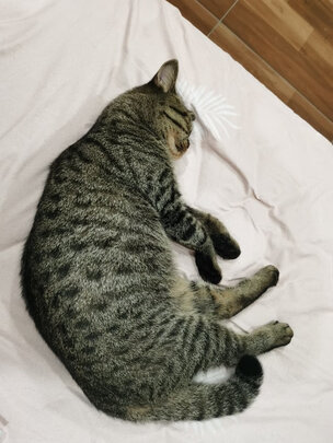 猫狗梳子