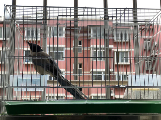 鸟笼