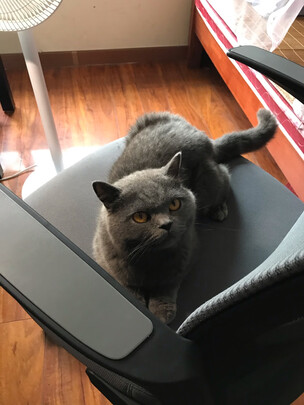 京东京造Z51电脑椅|京东京造Z51电脑椅怎么样上手一周说讲感受