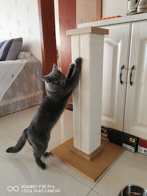 猫爬架