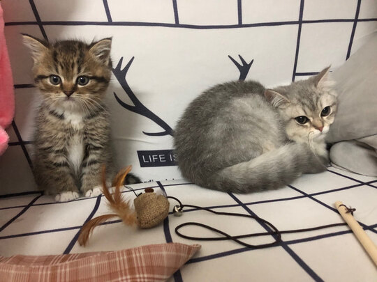 豆腐猫砂