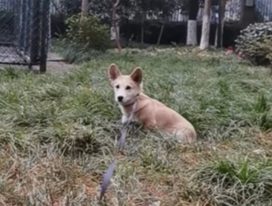 狗粮